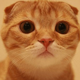 免费ssr节点更新